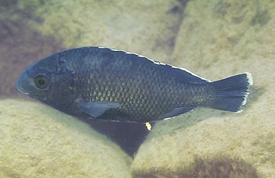 Oreochromis karongae 'Thundu'